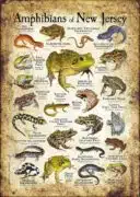 Amphibians of North Jersey poster