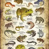 Amphibians of North Jersey poster