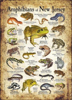 Amphibians of North Jersey poster
