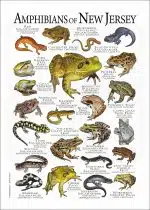 Amphibians of North Jersey poster
