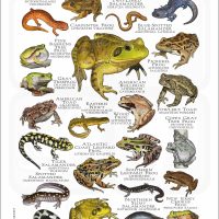 Amphibians of North Jersey poster