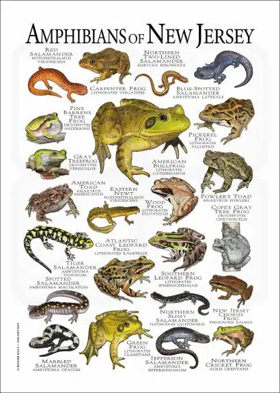 Amphibians of North Jersey poster