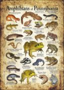 Amphibians of Pennsylvania poster