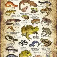 Amphibians of Pennsylvania poster