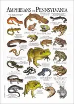 Amphibians of Pennsylvania poster