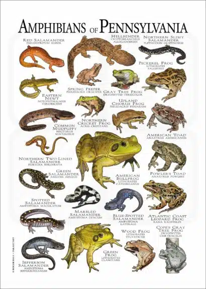 Amphibians of Pennsylvania poster