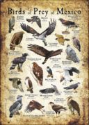 Birds of Prey of Mexico poster