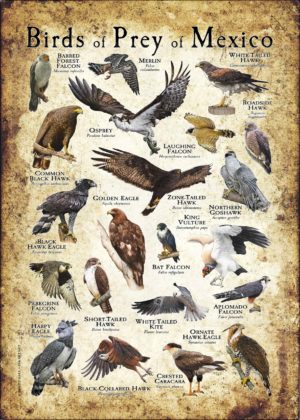 Birds of Prey of Mexico poster
