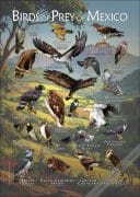 Birds of Prey of Mexico poster