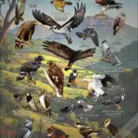 Birds of Prey of Mexico poster