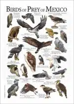 Birds of Prey of Mexico poster