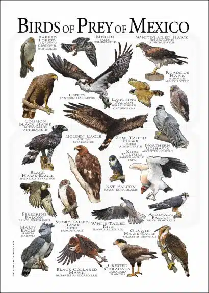 Birds of Prey of Mexico poster