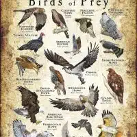 British Columbia Birds of Prey Poster print