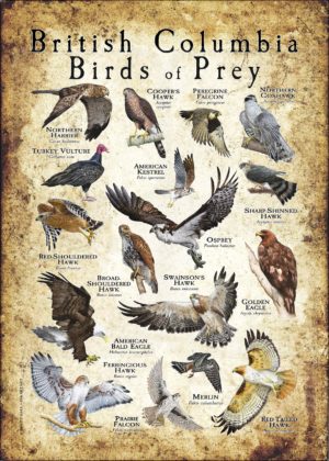 British Columbia Birds of Prey Poster print