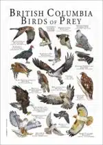 British Columbia Birds of Prey poster