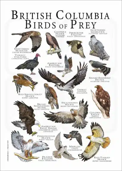 British Columbia Birds of Prey poster