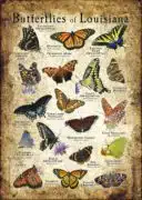 Butterflies of Louisiana poster