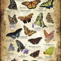 Butterflies of Louisiana poster