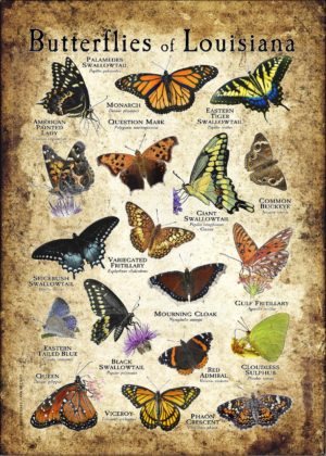 Butterflies of Louisiana poster