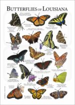 Butterflies of Louisiana poster