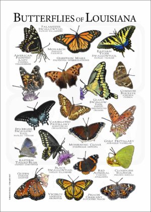 Butterflies of Louisiana poster