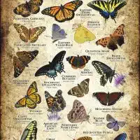 Butterflies of Michigan poster print