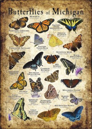 Butterflies of Michigan poster print