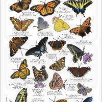 Butterflies of Michigan poster