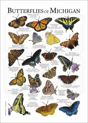 Butterflies of Michigan poster