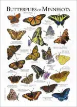 Butterflies of Minnesota poster print