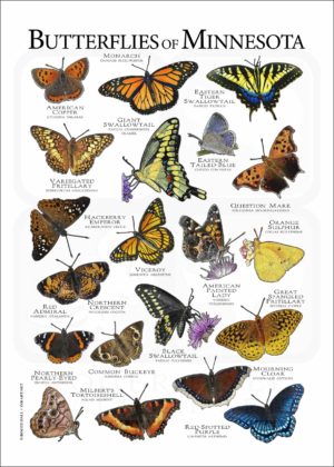 Butterflies of Minnesota poster print