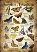 Butterflies of Pennsylvania poster