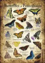 Butterflies of Pennsylvania poster