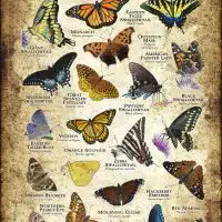 Butterflies of Pennsylvania poster
