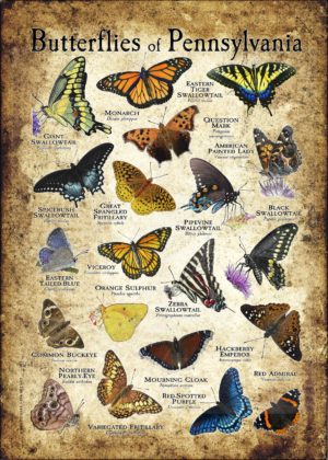 Butterflies of Pennsylvania poster
