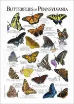 Butterflies of Pennsylvania poster