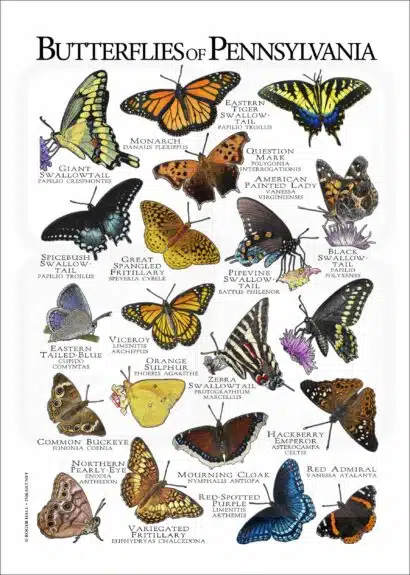 Butterflies of Pennsylvania poster