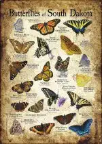 Butterflies of South Dakota poster print