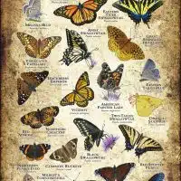 Butterflies of South Dakota poster print