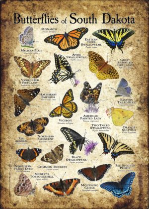 Butterflies of South Dakota poster print