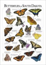 Butterflies of South Dakota poster print