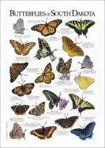Butterflies of South Dakota poster print