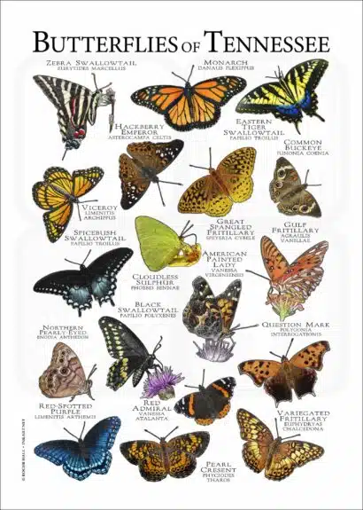 Butterflies of Tennessee poster print