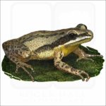 Cajun Chorus Frog illustration