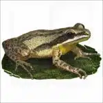 Cajun Chorus Frog illustration