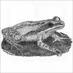 Cajun Chorus Frog
