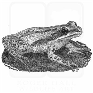 Cajun Chorus Frog
