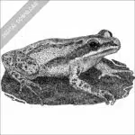 Cajun Chorus Frog