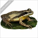 Cajun Chorus Frog stock image