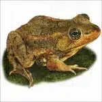 Carpenter Frog illustration